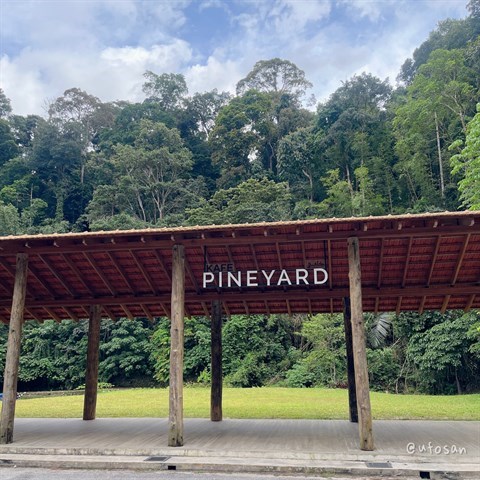 #pineyard